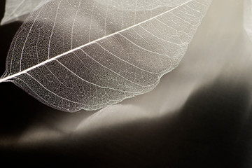 A natural background with delicate beautiful transparent openwork skeletons of leaves