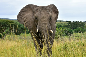Naklejka na ściany i meble big female elephant ready for attack,nature reserve in South Africa