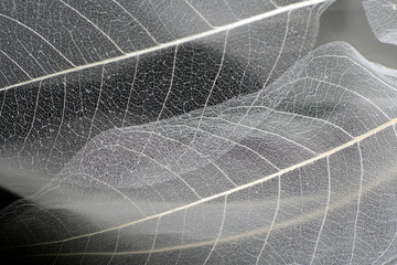 A natural background with delicate beautiful transparent openwork skeletons of leaves - obrazy, fototapety, plakaty