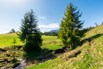beautiful mountain landscape in springtime. trees on the grassy meadow. small brook in the valley. forested hills on the distant ridge with snow capped tops. idyllic scenery