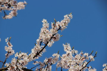 Spring flowering trees