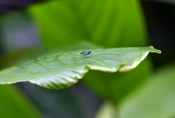tropical insects butterflies and dragonflies in vivo in the jungle of amazonia