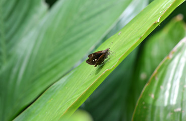 tropical insects butterflies and dragonflies in vivo in the jungle of amazonia