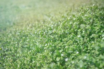 Tiny green leaves and white flowers of wildflowers in early spring. Tender spring Easter background