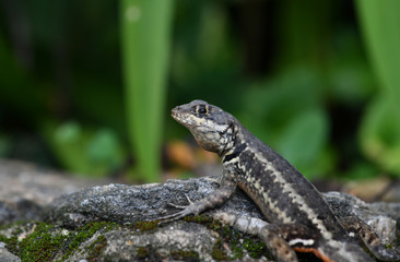 lizard in the jungle in vivo a amazon
