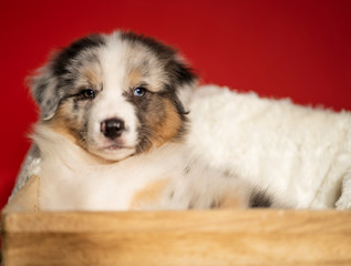 Australian shepherd puppy sitting in a wooden box, looking directly at the camera, on a red background