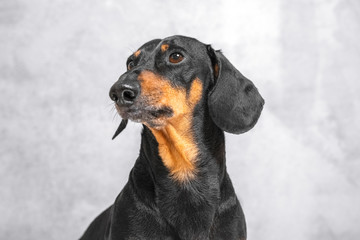 Close up portrait of black and tan dachshund.