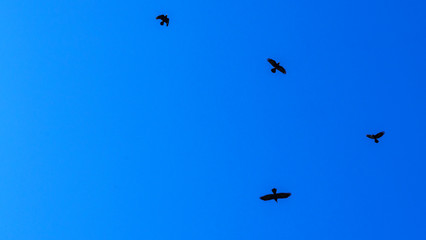 Naklejka na ściany i meble Flocks of birds silhouette on a classic blue sky background. Space for text. Business concept.