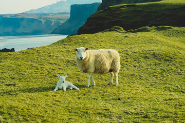 Naklejka premium A flock of Scottish Blackface sheep, Ewes on a single track road at west coast of the Isle of Skye. Scotland UK. Typical Scottish Island scene. Horizontal, Landscape