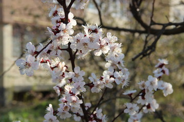 Spring flowering trees