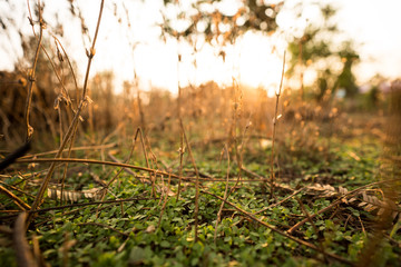 Summer and soil preparation for planting and after harvest