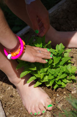 Plant de menthe au potager