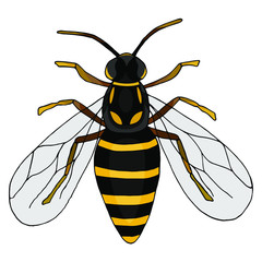 wasp in doodle style. Colorful bee isolated on white background. Vector illustration.