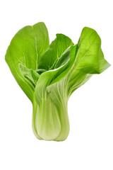 Pak Choi stehend	von der Seite