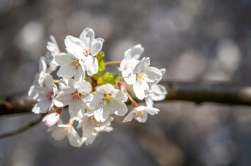 Weiß blühende Kirsche im Frühling in Hamburg