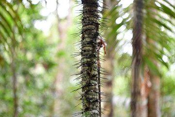 unusual trees and rubble of the jungle of the Amazon