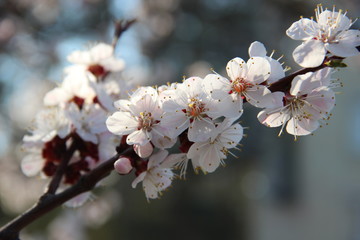 Spring flowering trees