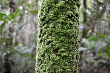 unusual trees and rubble of the jungle of the Amazon