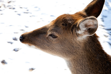 A cold winter water deer.