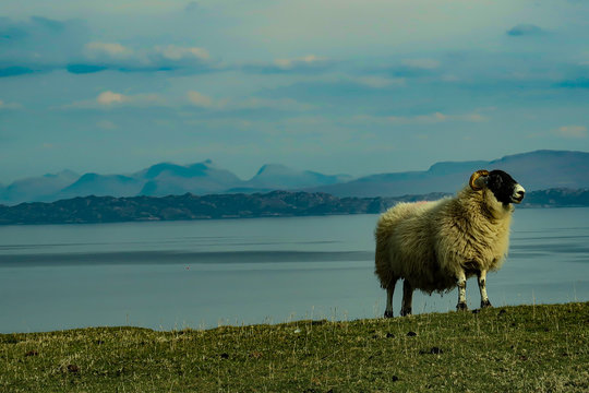 A flock of Scottish Blackface sheep, Ewes on a single track road at west coast of the Isle of Skye. Scotland UK. Typical Scottish Island scene. Horizontal, Landscape