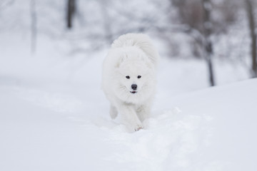 Samoyed in snow