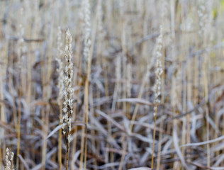 Fototapeta premium Spodiopogon sibiricus in autumn in a botany in Poland. High dry grass autumn background.