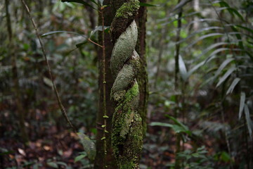 unusual trees and rubble of the jungle of the Amazon