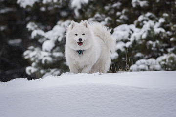Samoyed in snow