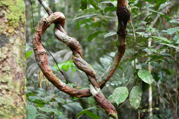 unusual trees and rubble of the jungle of the Amazon