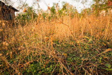 Summer and soil preparation for planting and after harvest