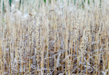 Spodiopogon sibiricus in autumn in a botany in Poland. Tall dry grass autumn background.