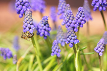 bee collects pollen from grape hyacinth flowers