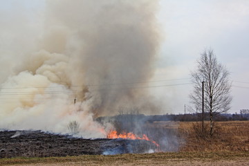 Burning field grass on spring day, fire, cloud of smoke and dry tree - careless handling of fire