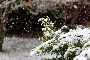 Zweige und Äste mit Schnee im Winter. 