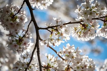 Weiße Kirschblüten am Ast bei schönen Sonnenlicht