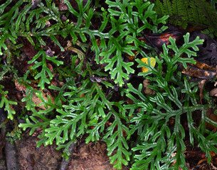 unusual trees and rubble of the jungle of the Amazon