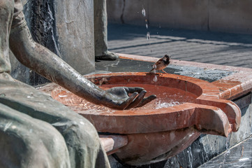 Pajaro en fuente 