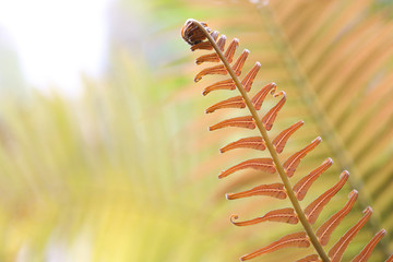Brainea insignis brown fern leaves 