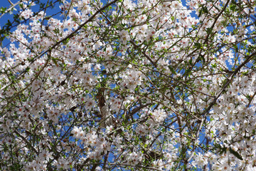 Eclosion de fleurs blanches dans la vallée de Dana, Jordanie
