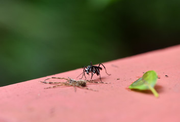 tropical black wasp attacked a spider