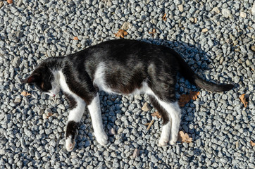 Black and white Cat sleeping on the crushed stones outside at sunny day. Top view