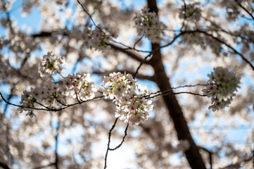 Ast mit Kirschblüten im Frühling