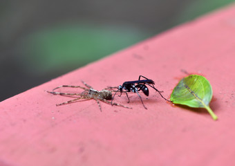 tropical black wasp attacked a spider
