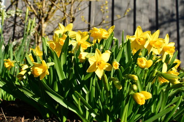Obraz premium Gelbe Narzissen Osterglocken im Frühling mit Holzwand