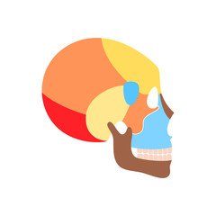 Human skull anatomy. 