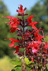 Salvia coccinea forest fire	