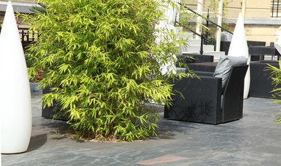 Bosquet de bambou sur une terrasse	