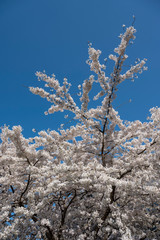 Kirschblütenzweige vor blauem Himmel