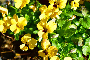 Gelbe Gänseblümchen im Frühling