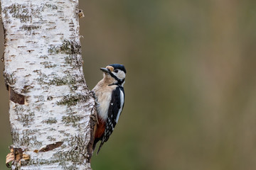 Buntspecht - Dendrocopos major